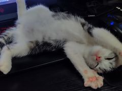 -袖虎·猫馆(体育西路店)