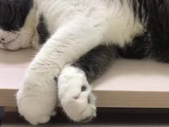 -猫音日语留学培训