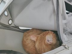 -中农国际动物医院24小时·猫科·骨科·急重症中心
