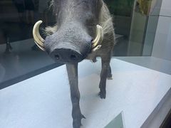 -国家自然博物馆