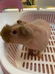 -Moni星球萌宠·小马宝莉·灵蛇·高端高阶全萌宠互动体验俱乐部(红豆国际广场店)