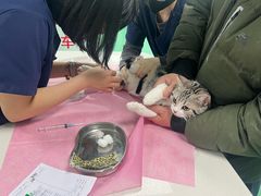 -北京观赏动物医院·24小时大型综合·猫专科·异宠专科