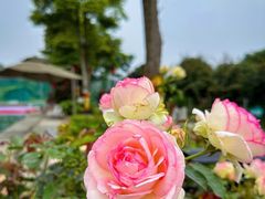 -都江堰玫瑰花溪谷