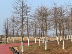 -春花秋色城市公园