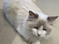 -藏猫猫咖啡主题馆(中央大道店)