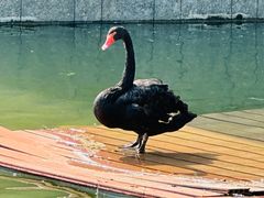 -春晖园度假酒店温泉