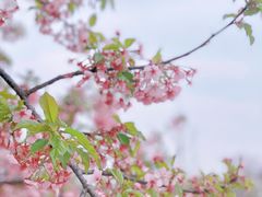 -上海辰山植物园