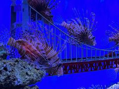 -太平洋海底世界