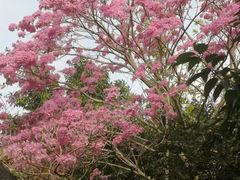 -海口观澜湖火山温泉谷