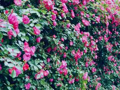-四川省成都市彭州市白鹿镇