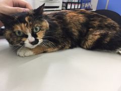 -瑞派动物医院·猫专科·至诚(江南中分院)