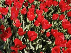 -石家庄市植物园