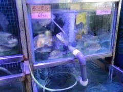 -八仔大富楼·河鲜(西江店)