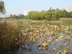 -新江湾城公园