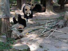-都江堰中华大熊猫苑