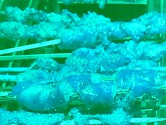 -可口香·非遗老号烧烤(南岗直营店)