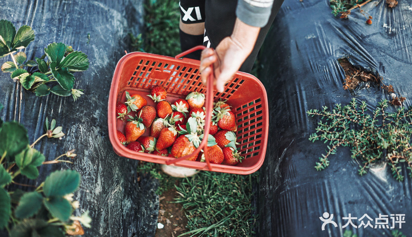 冬日里的草莓🍓｜惠州水口