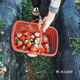 冬日里的草莓🍓｜惠州水口