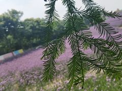 -大塘金香草谷