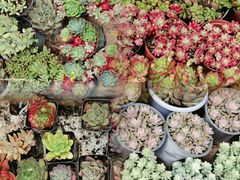 -循礼门鲜花花市(武汉循礼门店)