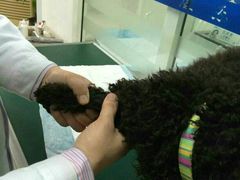 android_upload_pic-康乐宝动物医院