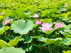 -莲花池公园