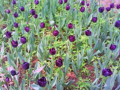 android_upload_pic-洛阳郁金香牡丹园