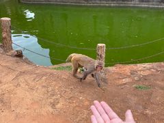 -海南热带野生动植物园