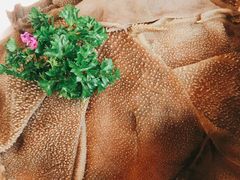 智琪脆毛肚-佬土鹅肠火锅(中建大观店)