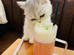 -猫小院猫主题餐厅(三里屯店)
