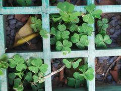 -余婆炸鸡(亚运村店)