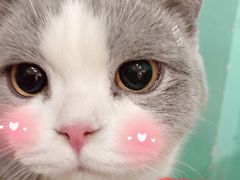 -猫在这儿猫咪咖啡馆·撸猫馆