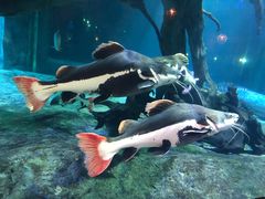 -华夏文旅海洋公园