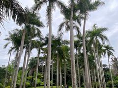 -中国科学院西双版纳热带植物园