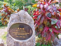 -中国科学院西双版纳热带植物园