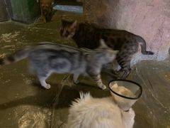 -猫猫幼稚园·撸猫·桌游·电玩