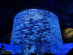 -哈尔滨波塞冬海底世界