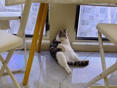 -团子家猫咪猫咖馆·柯基·柯尔鸭