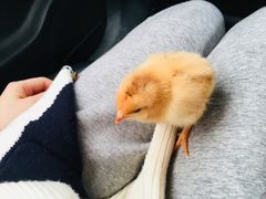 -三圣花乡旅游区