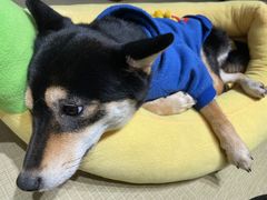 -逗柴咖啡屋·狗咖猫咖宠物桌游