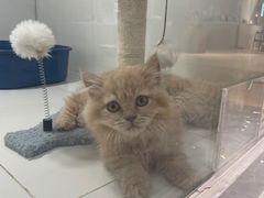 -1013 PET SHOP精品宠物商店(丁香店)