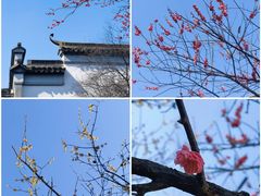 -八大山人梅湖景区