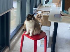 -创凡宠物医院·骨专科  猫科中心(西乡分院)