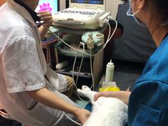 -安安宠医宠物医院·异宠·犬猫内科(岳阳分院)