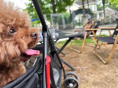 -J Create城市露营咖啡·简餐·宠物(上海动物园店)