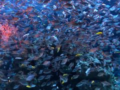 -成都浩海立方海洋公园