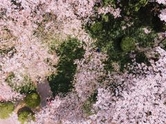 -嘉定紫藤园