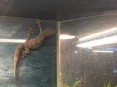 -上海大自然野生昆虫馆(东方明珠·爬宠昆虫探索中心)