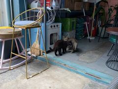 -喵屿·大理花园猫咖