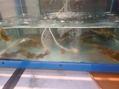 -重庆老船夫冷锅鱼(黄金路店)